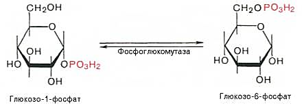 глюкозо-1-фосфат превращается под действием фосфоглюкомутазы в глюкозо-6-фосфат.