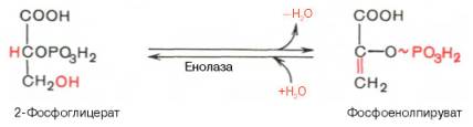 девятая реакция катализируется ферментом енолазой, при этом 2-фосфоглицериновая кислота в результате отщепления молекулы воды переходит в фосфоенолпировиноградную кислоту (фосфоенолпируват), а фосфатная связь в положении 2 становится высокоэргической