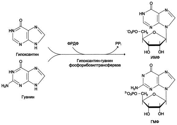 рис. 10-7. фосфорибозилирование гипоксантина и гуанина с образованием имф и гмф.