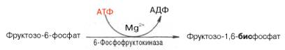 из фруктозо-6-фосфата под влиянием 6-фосфофруктокиназы и атф образуется фруктозо-1,6-бисфосфат