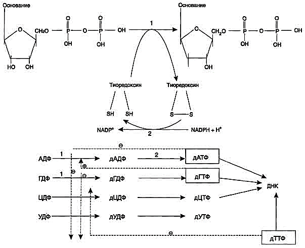 рис. 10-17. восстановление рибонуклеозиддифосфатов в 2\'-дезоксирибонуклеозиддифосфаты. 1 - рибонуклеотидредук-таза (рнр); 2 - тиоредоксинредуктаза.