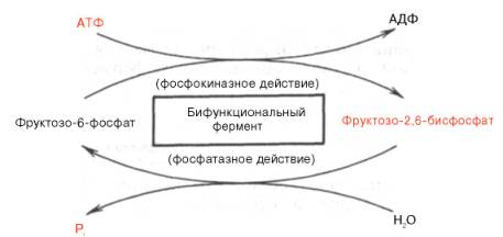 биосинтез и распад фруктозо-2,6-бис-фосфата катализируется одним и тем же ферментом, т.е. данный фермент бифункционален, он обладает и фосфокиназной, и фосфатазной активностью