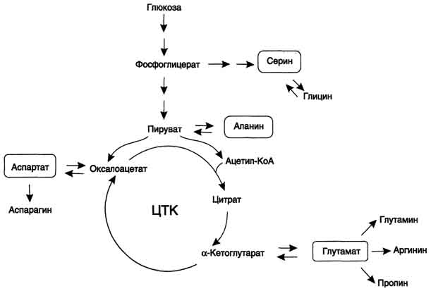 рис. 9-23. пути биосинтеза заменимых аминокислот.