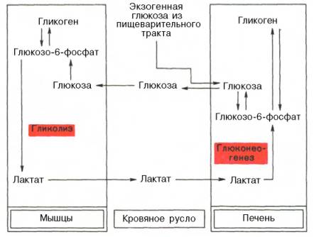 взаимосвязь между процессами гликолиза в мышечной ткани и глюконеогенезом в печени (схема)