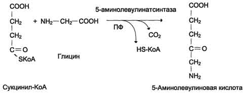 рис. 13-3. реакция образования 5-аминолевулиновой кислоты.