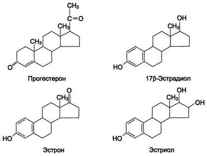 рис. 11-42. женские половые гормоны.