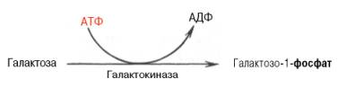 галактоза превращается в галактозо-1-фосфат под действием катализаторов - галактокиназы и атф