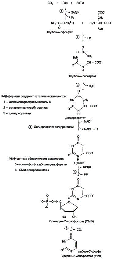 рис. 10-13. биосинтез умф de novo.