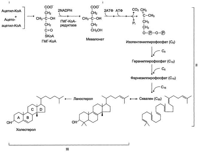 рис. 8-66. синтез холестерола. с5 - изопентенилпирофосфат; с1 - фарнезилпирофосфат. все атомы углерода холестерола происходят из ацетил-коа. сквален - углеводород линейной структуры - превращается ферментом циклазой в ланостерол, содержащий 4 конденсированных кольца и гидроксильную группу. ланостерол через ряд последовательных реакций превращается в холестерол (i, ii, iii - этапы синтеза).
