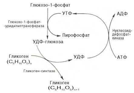 образование alpha-1,4-глюкозидной ветви («амилозной» ветви) гликогена