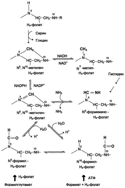 рис. 9-25. образование производных н4-фолата.