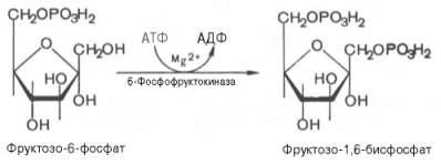 третья реакция катализируется ферментом фосфофруктокиназой; образовавшийся фруктозо-6-фосфат вновь фосфорилируется за счет второй молекулы атф