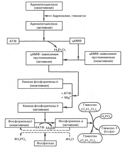 гормональная регуляция фосфоролитического отщепления остатка глюкозы от гликогена