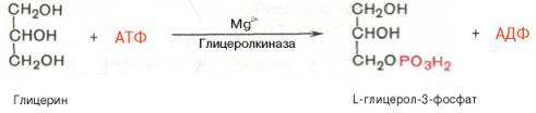 глицерин фосфорилируется за счет атф с образованием глицерол-3-фосфата