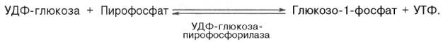удф-глюкоза-пирофосфорилаза катализирует расщепление удф-глюкозы с образованием глюкозо-1-фосфат
