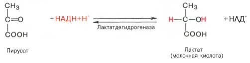 в результате одиннадцатой реакции происходит восстановление пировиноградной кислоты и образуется молочная кислота. реакция протекает при участии фермента лактатдегидрогеназы и кофермента надн, образовавшегося в шестой реакции