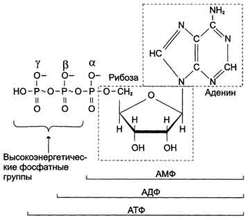 рис. 6-2. аденозинтрифосфорная кислота (атф). в молекуле атф две высокоэнергетические (макроэргические) связи β и γ, они обозначены на рисунке знаком </h2> (тильда).