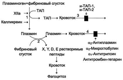 рис. 14-18. схема фибринолиза. 1 - абсорбированный на фибриновом сгустке плазминоген под действием активаторов (фактор хiiа, калликреин, тап) <a href=