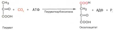 пируват под влиянием пируваткарбоксилазы и при участии со2 и атф карбоксилируется с образованием оксалоацетата