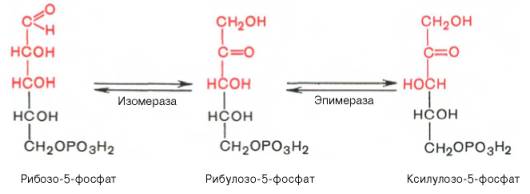 действие эпимеразы на рибулозо-5-фосфат