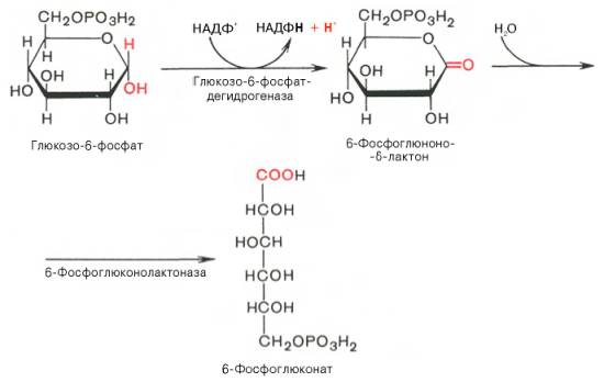 образование 6-фосфоглюконата из глюкозо-6-фосфата