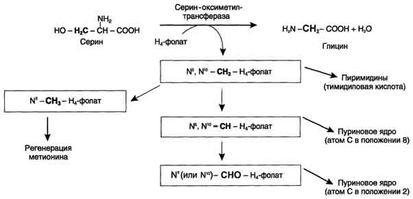 рис. 9-26. образование и использование производных н4-фолата.
