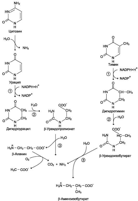 http://vmede.org/sait/content/biohimija_severin_2009/10_files/mb4_013.jpeg