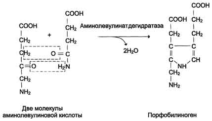 рис. 13-4. реакция образования порфобилиногена.