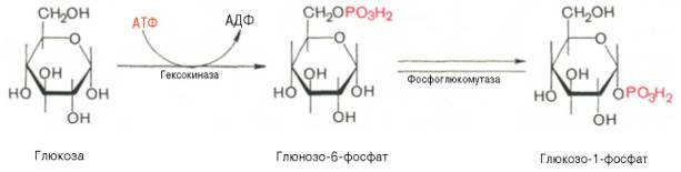глюкоза подвергается фосфорилированию при участии фермента гексокиназы, а в печени – и глюкокиназы. далее глюкозо-6-фосфат под влиянием фермента фосфоглюкомутазы переходит в глюкозо-1-фос-фат