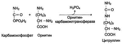 http://www.biochemistry.ru/biohimija_severina/img/b5873p483-i1.jpg