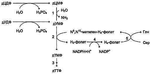 рис. 10-19. образование ттф из дцдф и дудф. 1 - дцмф дезаминаза; 2 -тимидилатсинтаза; 3 - днмф- и дндф 4 - дигидрофолатредуктаза; 5 - серингидроксиметилтрансфераза.