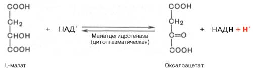 окисление малата при участии цитоплазматической над-зависимой малатдегидрогеназы до оксалоацетата