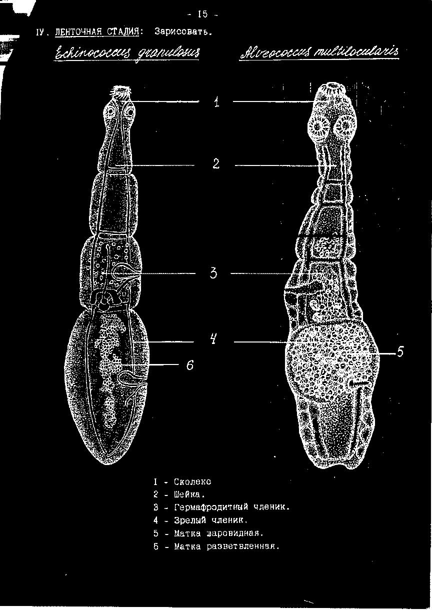 c:\users\1\desktop\биология\методички\7 плоские черви, ленточные черви, лентеци и цени и эхинококк и альвеококк\0015.tif