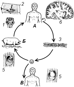 схема жизненного цикла свиного цепня