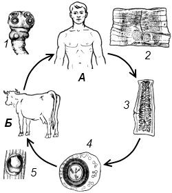 схема жизненного цикла бычьего цепня