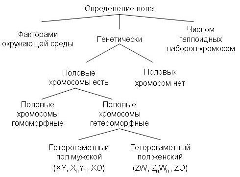 https://upload.wikimedia.org/wikipedia/commons/3/36/sex_determination-ru.jpg