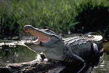 https://upload.wikimedia.org/wikipedia/commons/thumb/9/98/alligator.jpg/220px-alligator.jpg