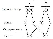 https://upload.wikimedia.org/wikipedia/commons/thumb/a/a0/critique_of_the_theory_of_evolution_fig_060_ru.jpg/220px-critique_of_the_theory_of_evolution_fig_060_ru.jpg