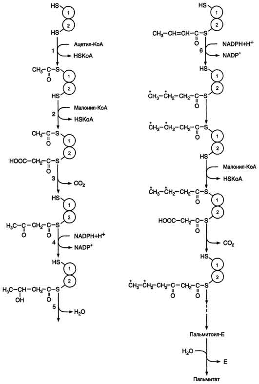 рис. 8-38. синтез пальмитиновой кислоты. синтаза жирных кислот: в первом протомере sh-группа принадлежит цистеину, во втором - фосфопантетеину. после окончания первого цикла радикал бутирила переносится на sh-группу первого протомера. затем повторяется та же последовательность реакций, что и в первом цикле. пальмитоил-е - остаток пальмитиновой кислоты, связанный с синтазой жирных кислот. в синтезированной жирной кислоте только 2 дистальных атома углерода, обозначенные *, происходят из ацетил-коа, остальные - из малонил-коа.