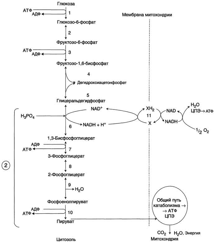 рис. 7-33. аэробный распад глюкозы. 1-10- реакции аэробного гликолиза; 11 - малат-аспартатный челночный механизм транспорта водорода в митохондрии; 2 (в кружке) - стехиометрический коэффициент.