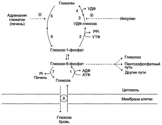 рис. 7-26. синтез и распад гликогена. 1 - гексокиназа или глюкокиназа (печень); 2 - удф-глюкопирофосфорилаза; 3 - гликогенсинтаза; 4 - амило-1,4 → 1,6-глюкозилтрансфераза (фермент ветвления); 5 - гликогенфосфорилаза; 6 - 
