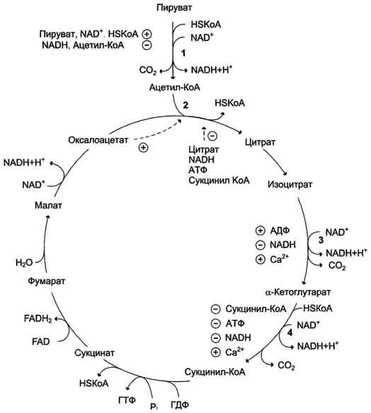 рис. 6-27. регуляция общего пути катаболизма. 1 - пдк активируется пируватом, nad+, коа; ингибируется nadh и ацетил-коа; 2 - цитратсинтаза (реакция ускоряется при повышении концентрации оксалоацетата и <a href=