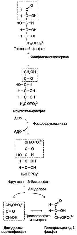 рис. 7-35. превращение глюкозо-6-фосфата в триозофосфаты.