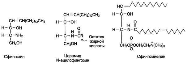 рис. 8-5. производные сфингозина: церамид и сфингомиелин.