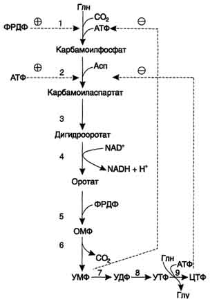 рис. 10-15. регуляция синтеза пиримидиновых нуклеотидов. кад-фермент катализирует реакции 1, 2, 3; дигидрооротатдегидрогеназа - реакцию 4; умф синтетаза - реакции 5 и 6; нмф киназа - реакцию 7; ндф киназа - реакцию 8; цтф синтетаза - реацию 9.