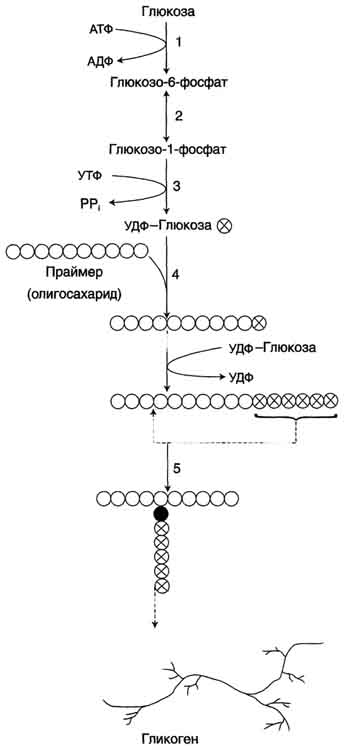 рис. 7-23. синтез гликогена. 1 - глюкокиназа или гексокиназа; 2 - фосфоглюкомутаза; 3 - удф-глюкрпирофосфори-лаза; 4-гликогенсинтаза (глюкозилтрансфераза); 5- фермент 