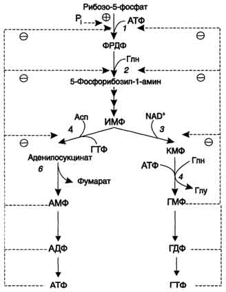 рис. 10-8. регуляция синтеза пуриновых нуклеотидов. 1 - фрдф синтетаза; 2 - амидофоофорибозилтрансфераза; 3 - имф дегидрогеназа; 4 - аденилосукцинатсинтетаза.