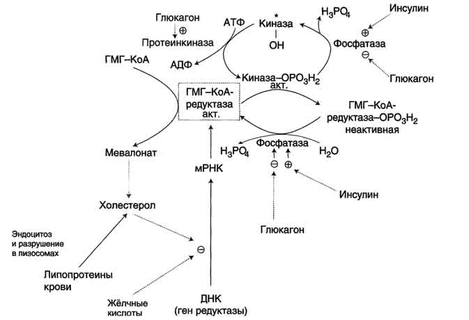 рис. 8-67. регуляция активности гмг-коа-редуктазы в печени. холестерол и жёлчные кислоты снижают скорость транскрипции и, таким образом, синтез фермента. инсулин стимулирует дефосфорилирование, а глюкагон - фосфорилирование гмг-коа-редуктазы. инсулин активирует 2 фосфатазы: киназы гмг-коа-редуктазы* и фосфатазу, дефосфорилирующую непосредственно гмг-коа-редуктазу. глюкагон стимулирует фосфорилирование и инактивацию 2 фосфатаз и фосфорилирование и активацию киназы гмг-коа-редуктазы.