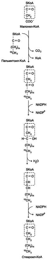 рис. 8-42. удлинение пальмитиновой кислоты в эр. радикал пальмитиновой кислоты удлиняется на 2 углеродных атома, донором которых служит малонил-коа.