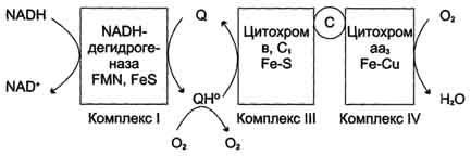 рис. 6-31. образование супероксида в цпэ. 
